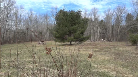 Nature Timelapse Vidéo 22636707