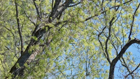 Nature Timelapse Spring Vertical Transformation of a maple tree over time Stock Footage 102232733