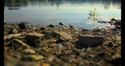 Nature Timelapse Wildlife Stock Footage 292454579