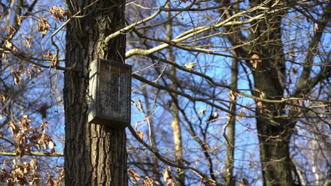 Nature Timelapse Wildlife Stock Footage 292455183
