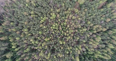 Nature top-down aerial view, flying over forest in Finland. Stock Footage 116186431