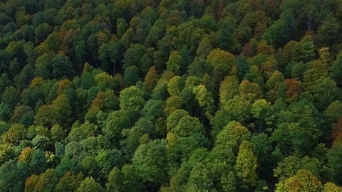 Nature top-down aerial view, flying over lush pine tree forest Stock Footage 126065286