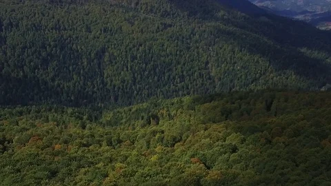 Nature top-down aerial view, flying over lush pine tree forest Stock Footage 126065605