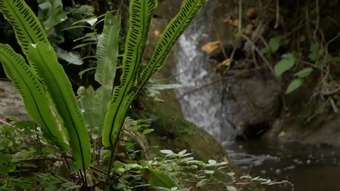 Nature torrent Stock Footage 141152519