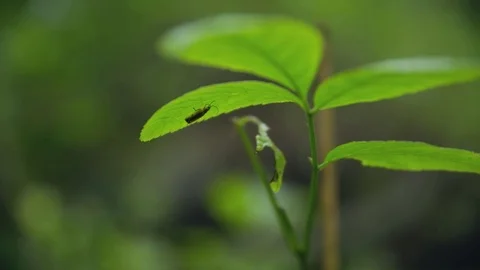 Nature in touch Видео 72739931