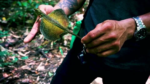 Nature Tour Guide Holding And Showing Off Green Draco blanfordii In Khao Stock Footage 201278720