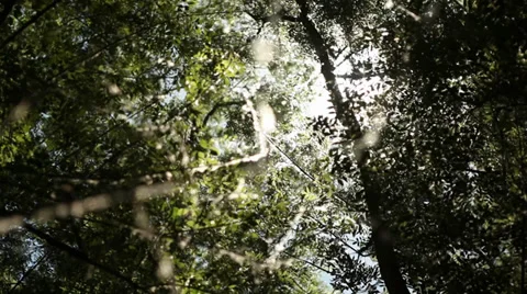 Nature Tracking Shot With flying Particles Stock Footage 38248562