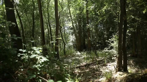 Nature Tracking Shot through forest With Flying Particles Video stock 38190277