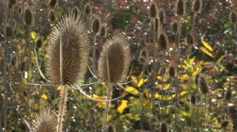 Nature Trail 001 Stock Footage 12452193
