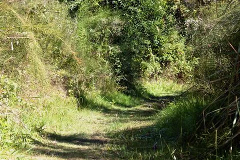 Nature trail between native wild vegetation of the grove on Córdoba Stock Photos