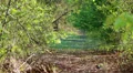 nature trail with blue jay bird Vidéos HD