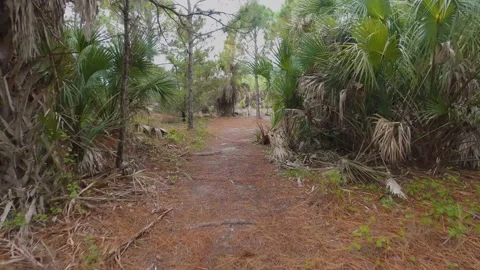 Nature trail clip.  Stock Footage 152416711