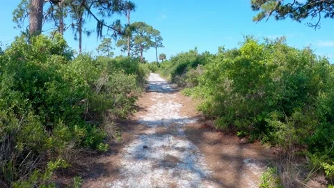 Nature trail in Florida. Stock Footage 153694625