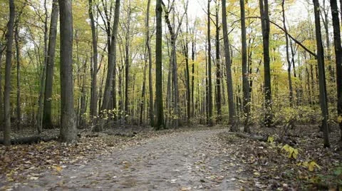 Nature Trail 스톡 동영상 10939416