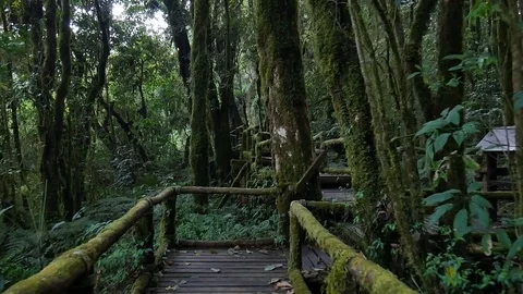 Nature trail Stock-Footage 76477328