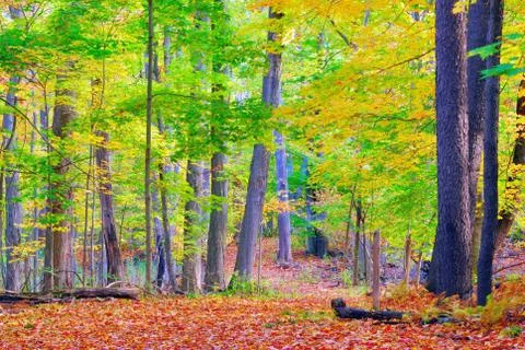 Nature trail Foto stock