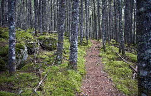 Nature Trail Stock Photos