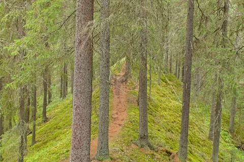 Nature trail. Stock Photos