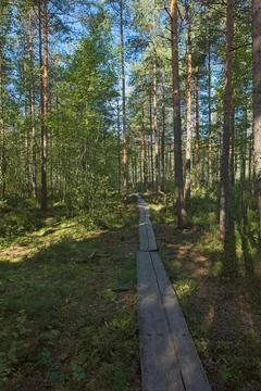 Nature trail. Stock Photos