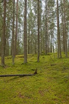 Nature trail. Stock Photos