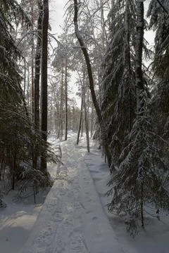 Nature trail. Stock Photos