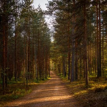 Nature trail in the pine forest. Stock Photos