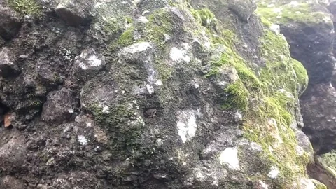 Nature Trail on Rock Wall: Stock Footage 329241816