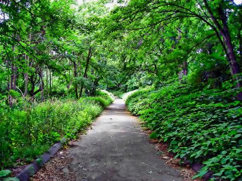 Nature Trail Setting Stock Photos