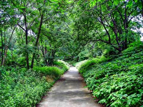 Nature Trail Setting Stock Photos