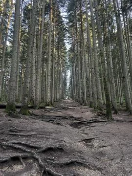 A nature trail through a mountain forest to the summit Stock Photos