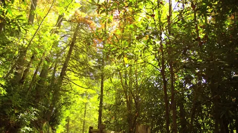 Nature trail - tilt down Stock-Footage 32097717