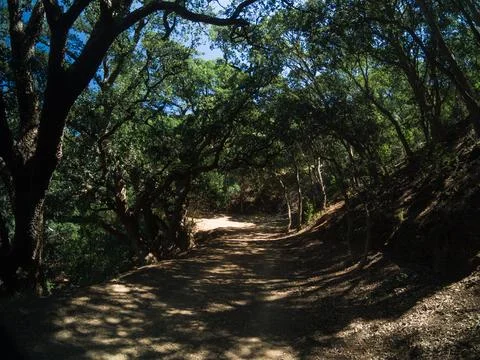 Nature trail with trees Stock Photos