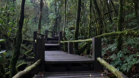 Nature trails Stock-Footage 76477404