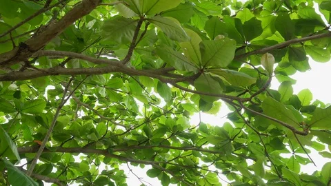 Nature tree and leave background with bright afternoon sun and sky. Stock-Footage 100227443