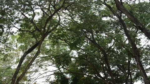 Nature tree and wind at public park in Nonthaburi Thailand Video stock 45999425
