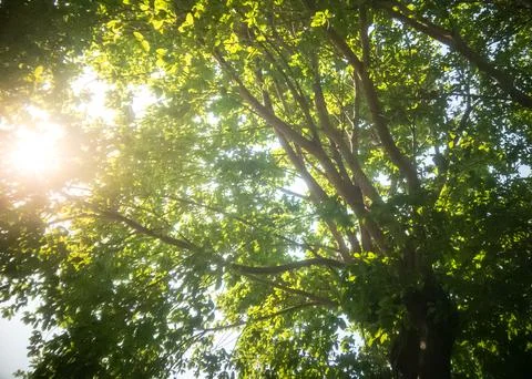 Nature tree background Green Leafs close-up at summer ecology cover page Stock Photos