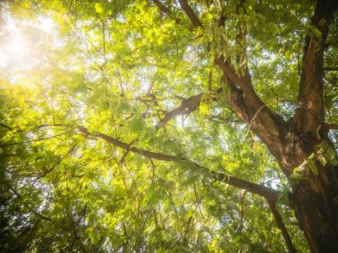 Nature tree background Green Leafs close-up at summer ecology cover page Stock Photos