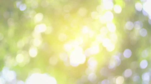 Nature Tree bokeh blurred background Stock Footage 132593145