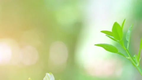 Nature tree bokeh blurred background  Stock Footage 139161896