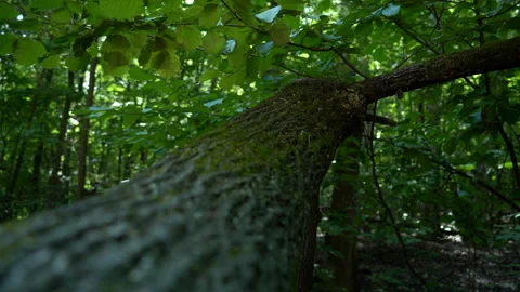 Nature - A tree branch is covered with moss Stock Footage 157974818