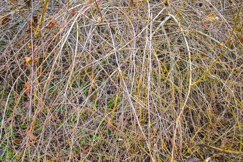 Nature tree branches background texture Stock Photos