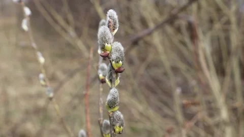 Nature, tree buds Stockbeeldmateriaal 180637492