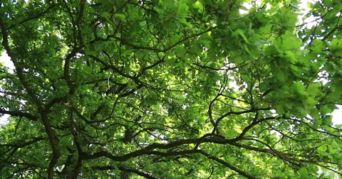 Nature. Tree. Up-to-down panorama. Stockbeeldmateriaal 52265742