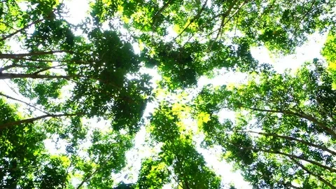Nature tree Stock Footage 76769775