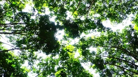 Nature tree Stock Footage 76772087