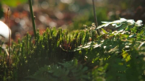 Nature, tree, grass Stock Footage 230712302