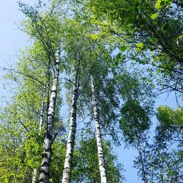 Nature tree magic Stock Photos