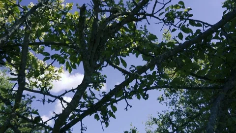 Nature tree movement Stock Footage 112778241