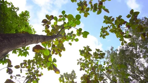 Nature tree pan shot in the forest blue sky background  Stock Footage 146731238