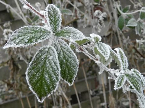 Nature, tree Stock Photos